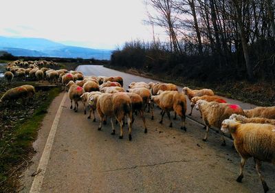 Herd of sheep on the road
