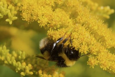 Close-up of bee pollinating on flower