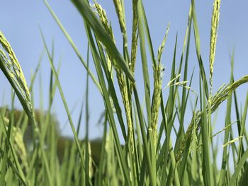 Close-up of crops growing on field against sky