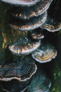 Close-up of a mushroom