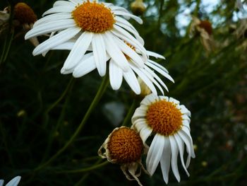 Close-up of white daisy flowers