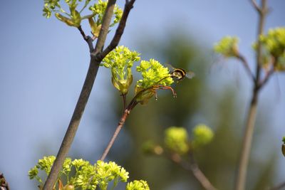 Close-up of flowering plant