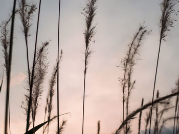 Low angle view of silhouette bare trees against sky