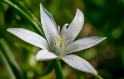 Close-up of white flowering plant