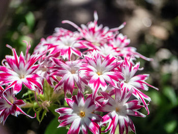 Close-up of pink flowering plants
