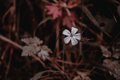 Close-up of white flowering plant