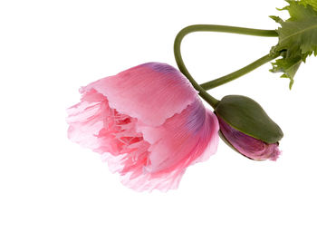 Close-up of pink rose flower against white background