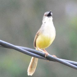 Close-up of bird perching on branch