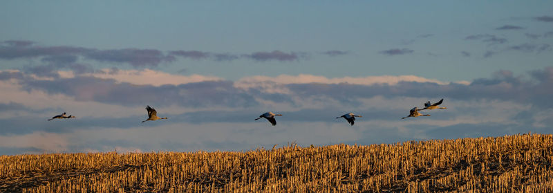 Panoramic view of birds flying over field against sky