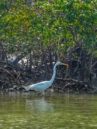 Side view of a bird in water