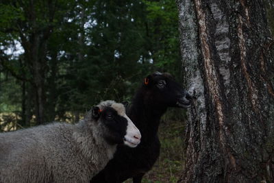 Close-up of sheep on tree trunk