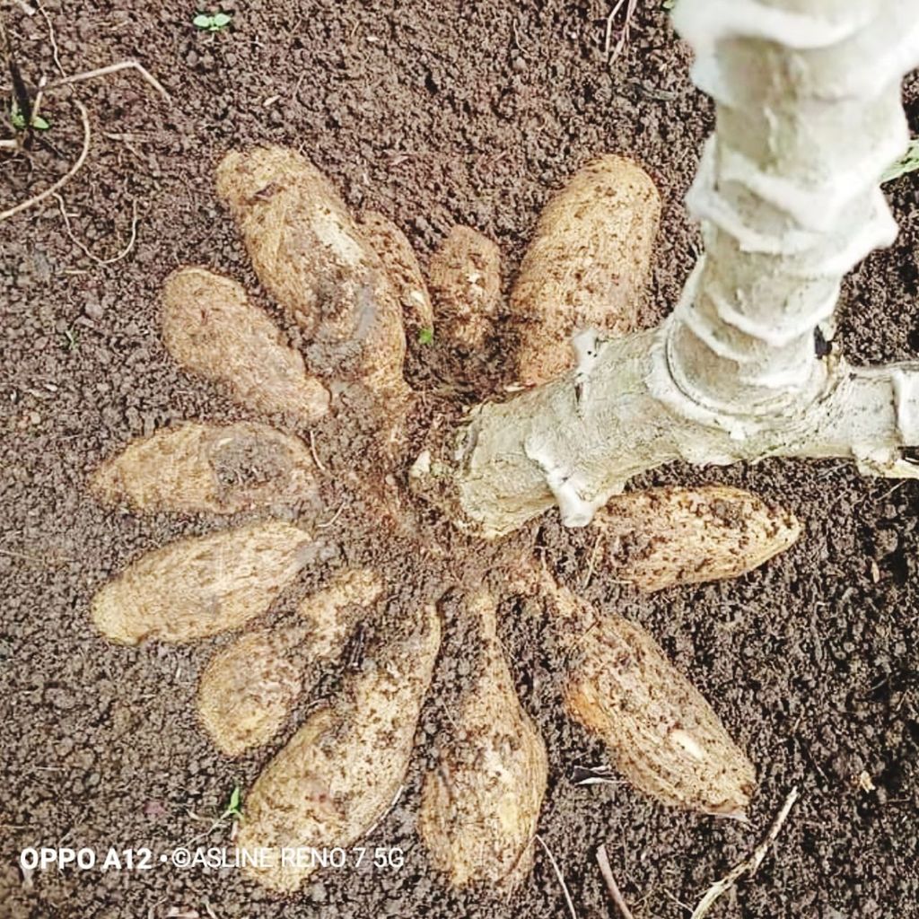 enak dilihat Singkong Goreng Cewekpetualang Cantika Sabbena