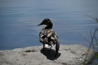 Bird on a lake