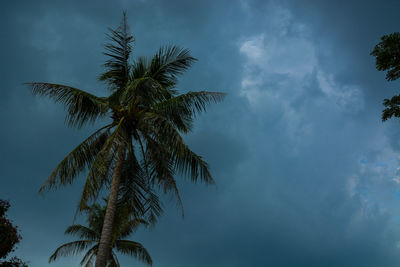 Low angle view of palm tree against sky