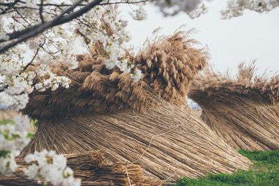 Pampas grass tied on field