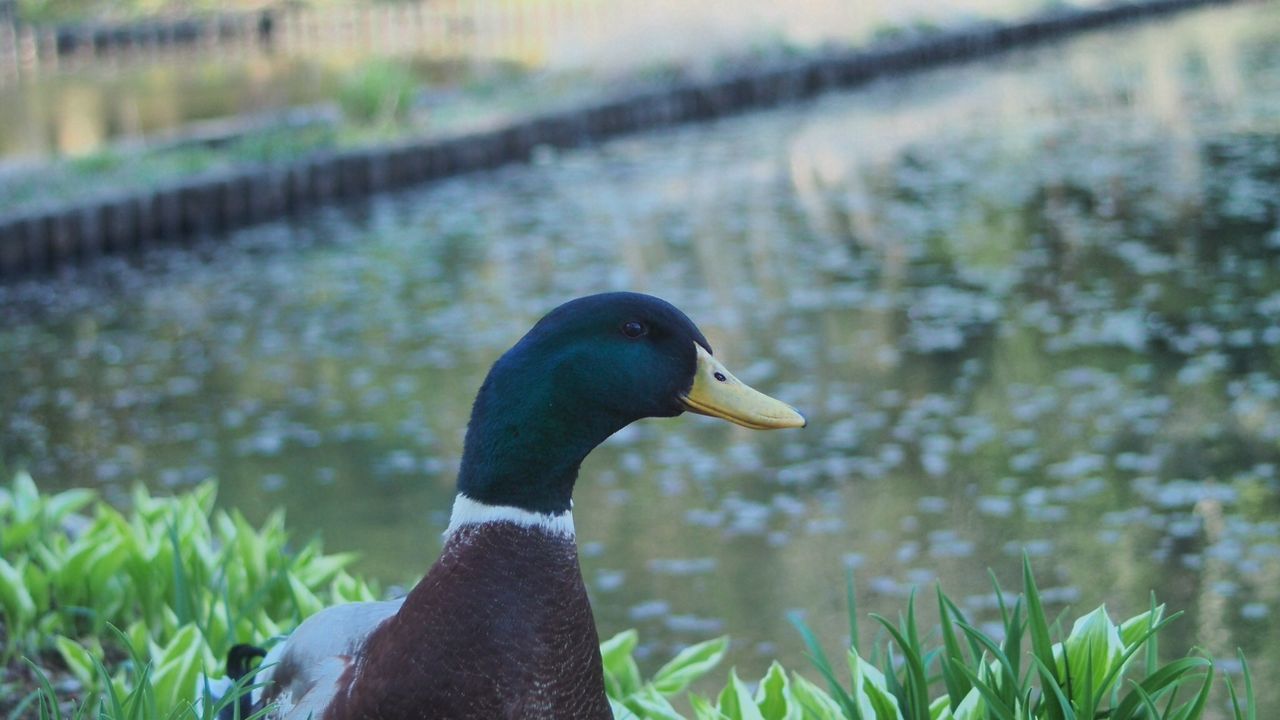 bird, animal themes, one animal, animals in the wild, wildlife, beak, focus on foreground, grass, water, nature, close-up, lake, side view, duck, outdoors, no people, beauty in nature, day, plant, perching