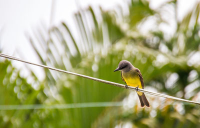 Close-up of bird perching on tree