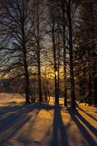 Trees in forest