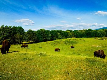 View of sheep on grassy field against sky