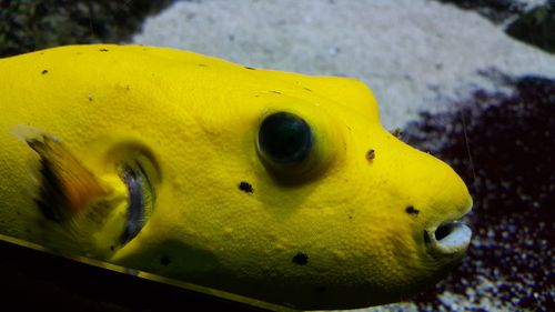 Close-up of yellow fish swimming in aquarium