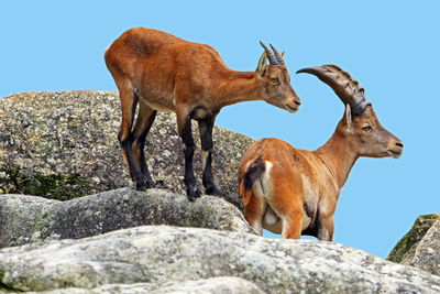 Low angle view of horses on rock against clear sky