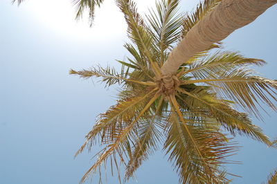 Low angle view of palm tree against clear sky