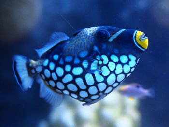 Close-up of fish swimming in sea