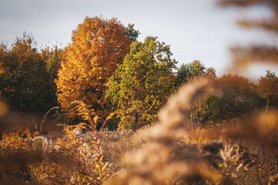 Trees growing in forest against sky during autumn