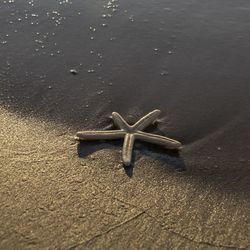 High angle view of starfish on beach