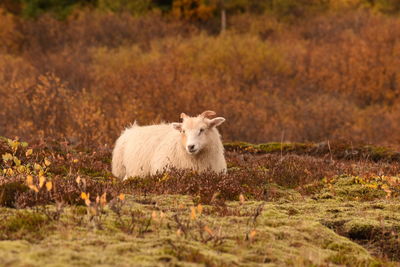 Portrait of sheep