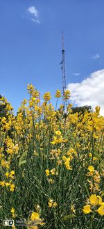 Yellow flowering plants on field against sky