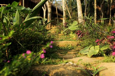 Flowering plants and trees in forest