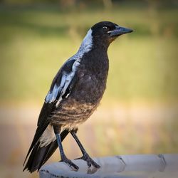 Close-up of bird perching