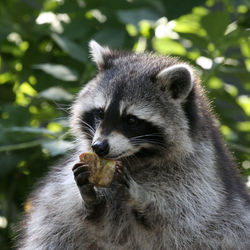 Close-up of raccoon holding apple slice