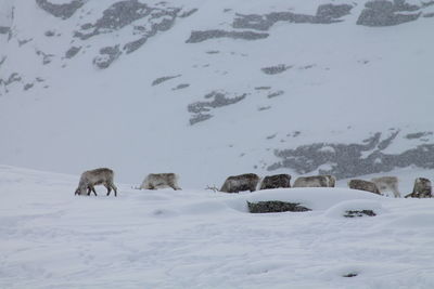 View of horse on snow covered land