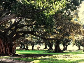 Trees in park