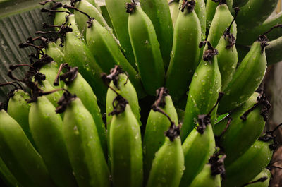 High angle view of succulent plant