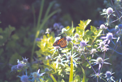 Butterfly on flower at park