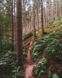 Trees in forest