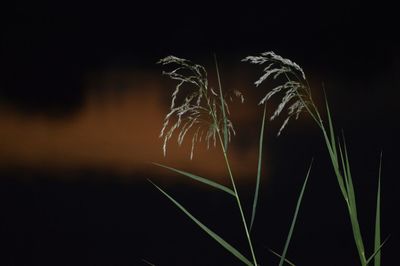 View of blurred lights at night