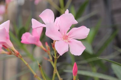 Close-up of pink flowers blooming outdoors