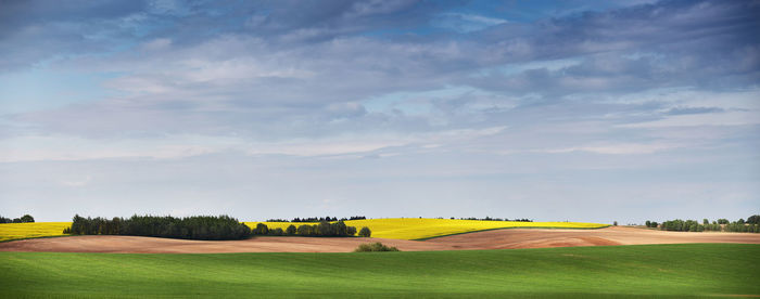 Scenic view of agricultural field against sky