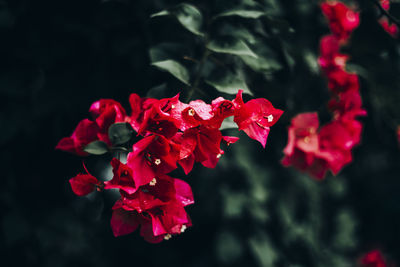 Close-up of red flowering plant