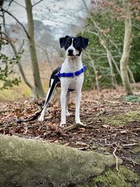 Portrait of dog standing on land