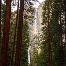 Low angle view of trees in forest