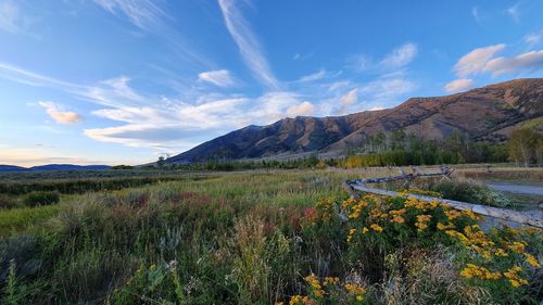 Scenic view of field against sky