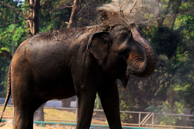 Close-up of elephant