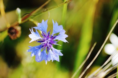 Close-up of purple flowering plant