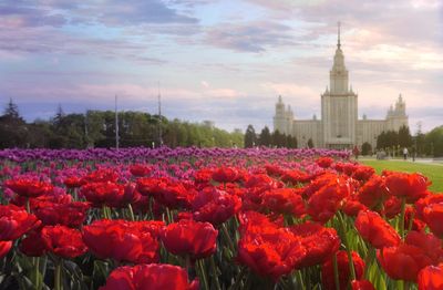 View of red flowering plants against cloudy sky