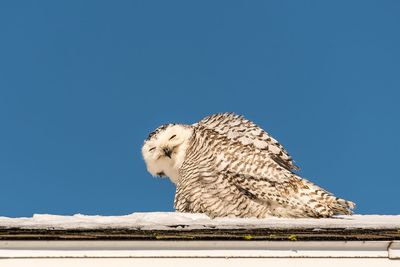 Low angle view of owl perching against clear blue sky